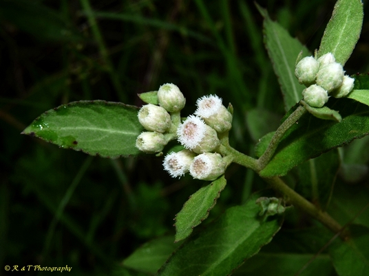 {Pluchea foetida}
